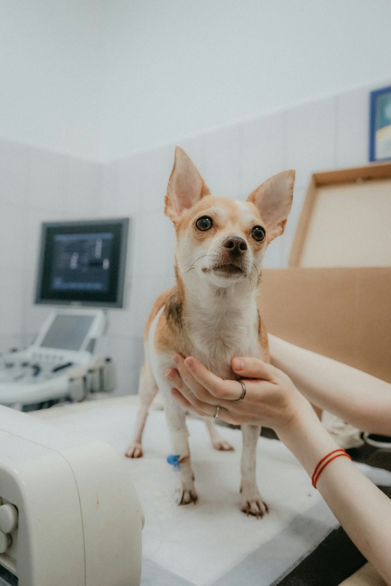 A veterinarian gently examining a dog in a clinic